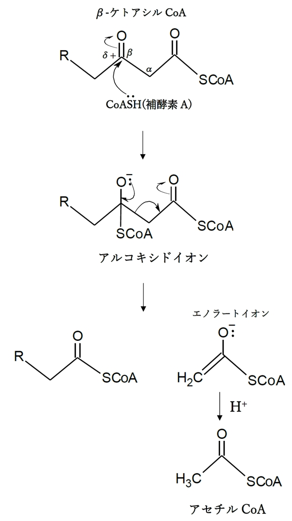 β酸化 脂肪酸と補酵素Aが縮合したチオエステルからアセチルCoAが生じる経路 104回薬剤師国家試験問138